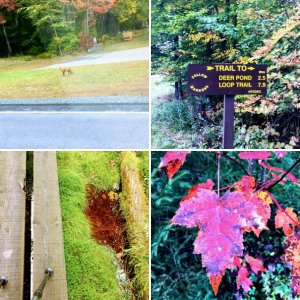 Deer Pond Loop