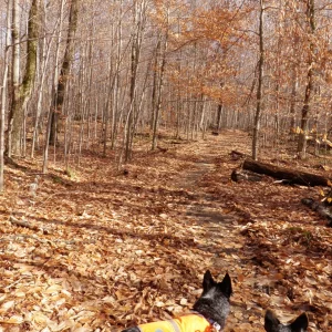 Trail starting to narrow up