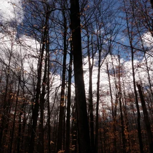 A beautiful fall day