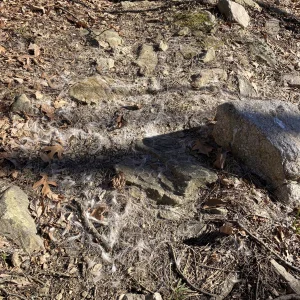 Looks like a deer got it.