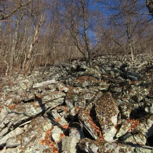 One of the rock gardens, lots of lichen.