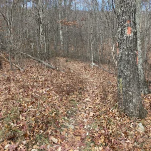 The typical trail