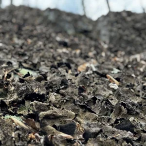 Plankton on Rocks.jpg