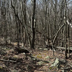 Wooded Ridge Trail.jpg